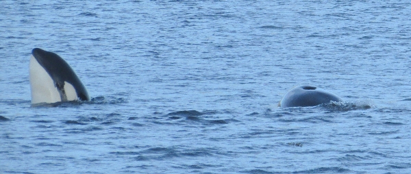 Photo of Orcinus orca by <a href="http://morrisoncreek.org/">Kathryn Clouston</a>